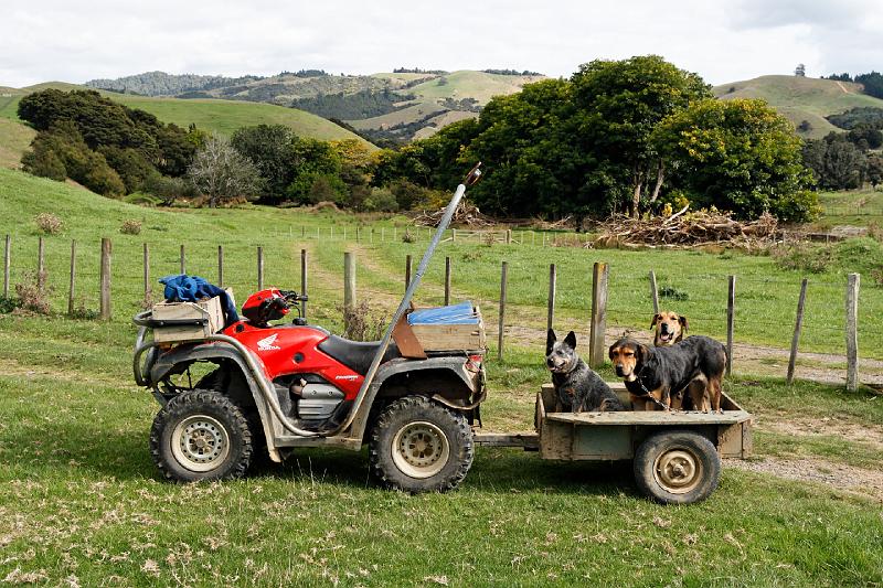 2007 04 26 Coromandel Peninsula 029_DXO.jpg